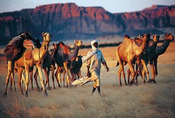 Tschad: Abenteuer Tibesti - Kamelführer
